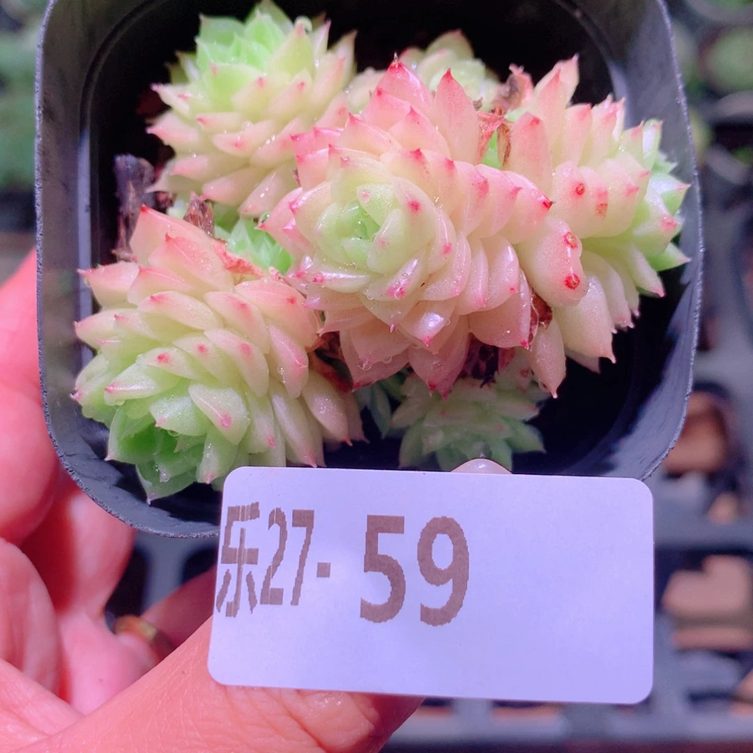 乐然27-59 幻影群