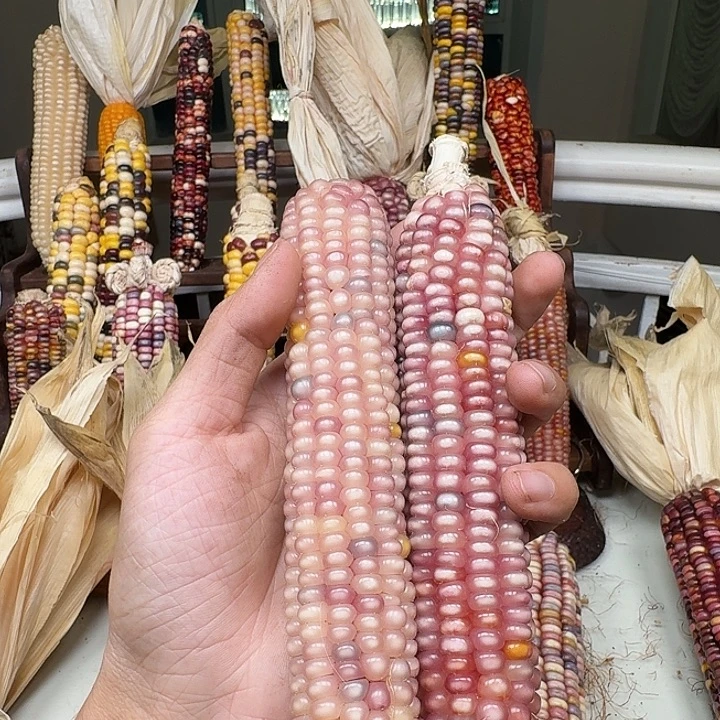 梨****柏香籽/百香籽吊坠