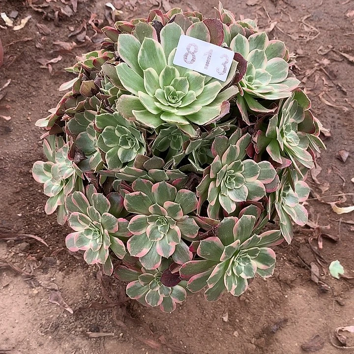 多肉植物安娜813号