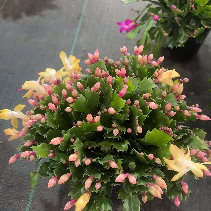 玫***水当前无花栽培后可以开花