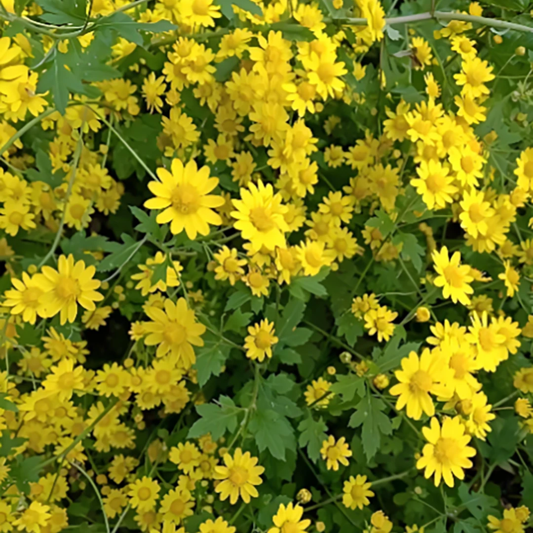 野菊花贵州高山小胎菊
