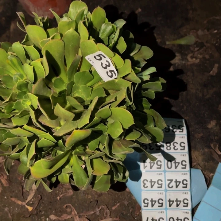 535邵修七彩多肉植物不售后