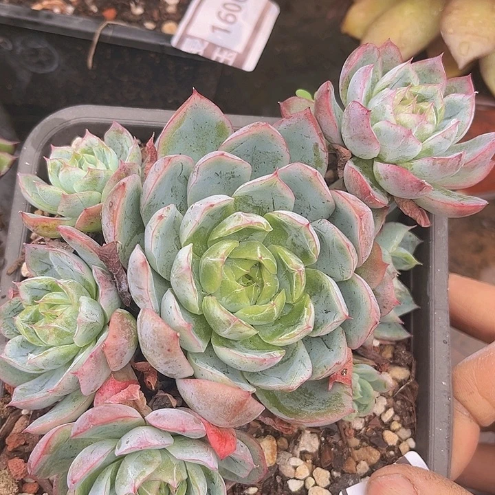 奥黛丽22136多肉植物