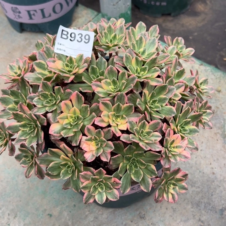 939甜茶22厘米左右