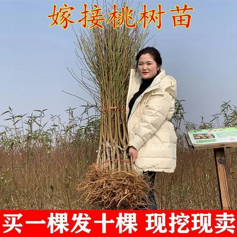 嫁接桃树苗新品种耐寒桃树盆栽地栽南北方种植桃子水蜜桃油桃