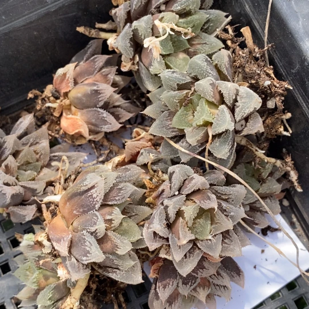 1664 一颗白帝城 超级618福利。