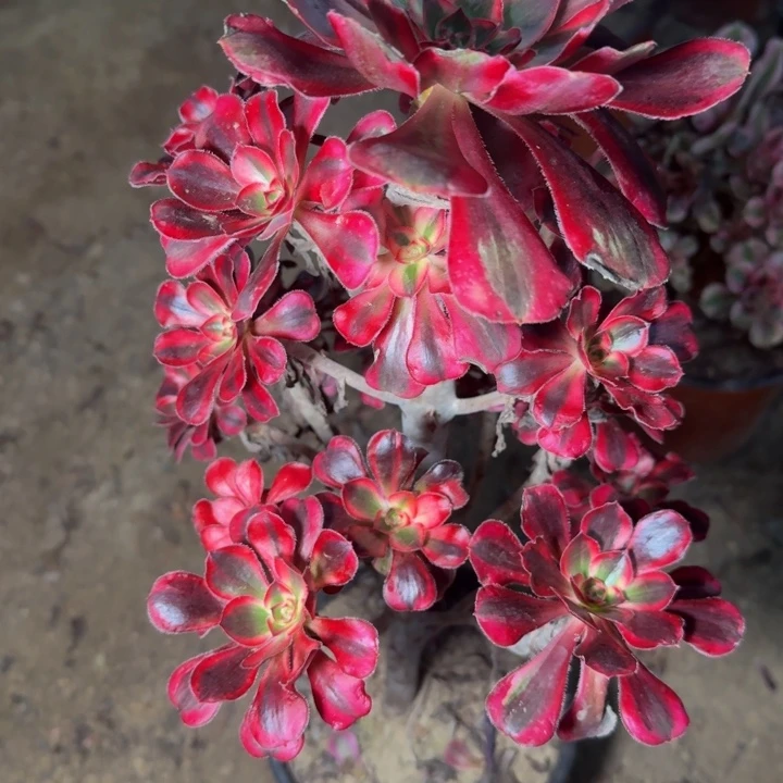 29033南香奈儿多肉植物