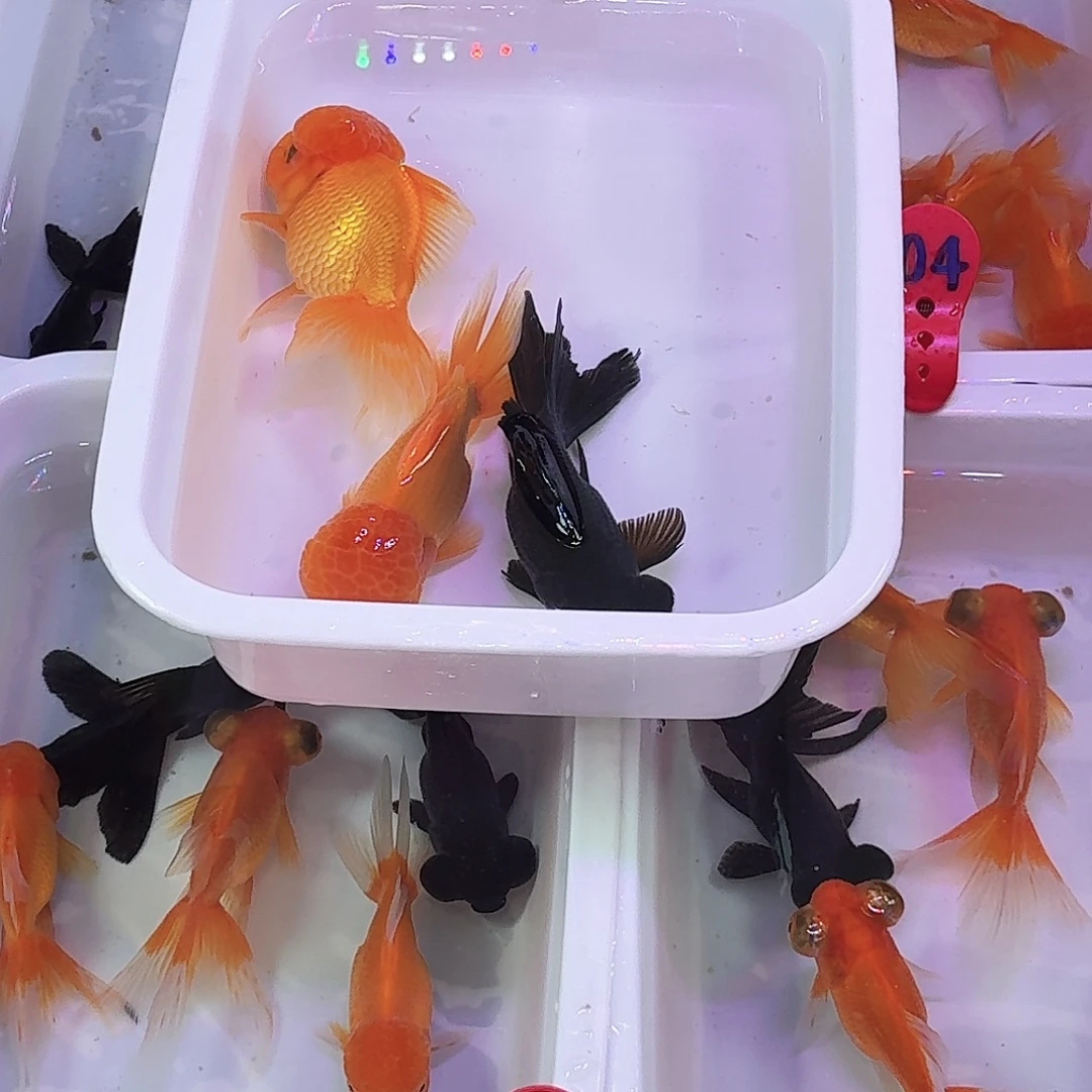 5号3条鱼鱼鱼鱼鱼鱼