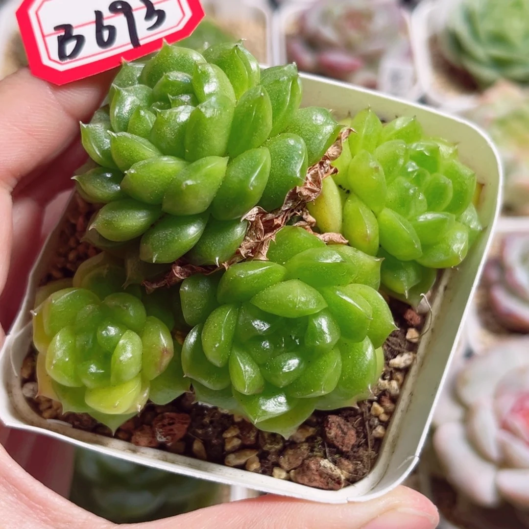B693 一物一拍 泡泡龙