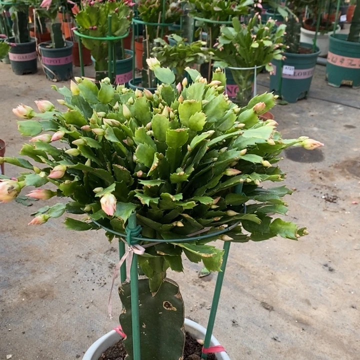 当前无花栽培后可以开花堃*798嫁接黄重