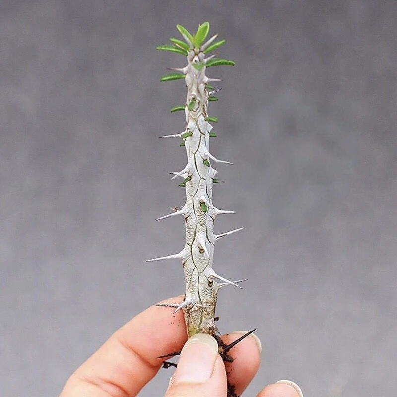 亚龙木 2颗马达加斯龙 大苍炎龙 仙人柱多肉植物