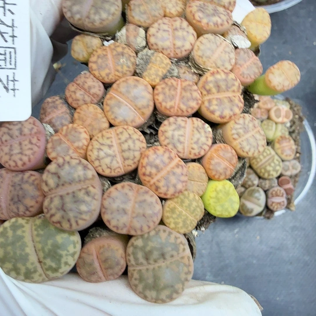 我是第二十届联大常委026