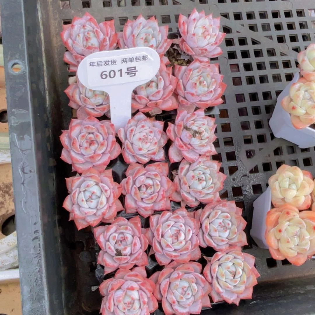 601号全粉叶背韩版粉蓝鸟组合6个