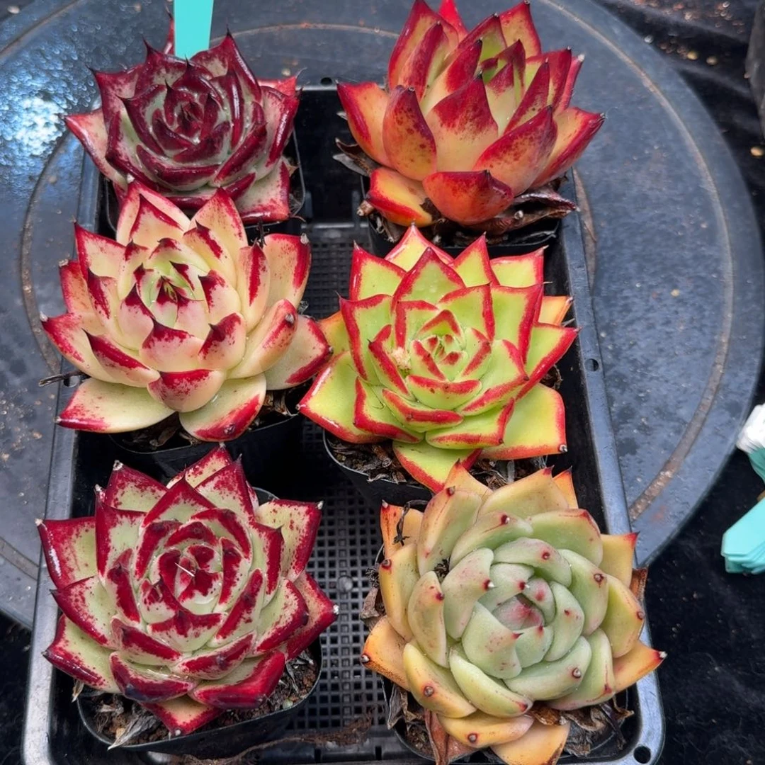 从前慢多肉精选编号1211.55