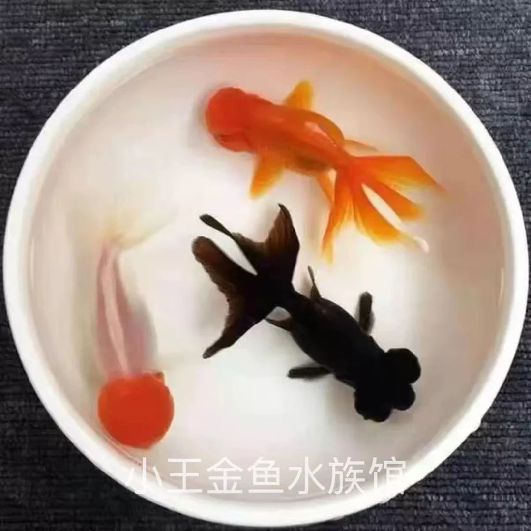 5-8cm精品观赏鱼蝶尾大金鱼