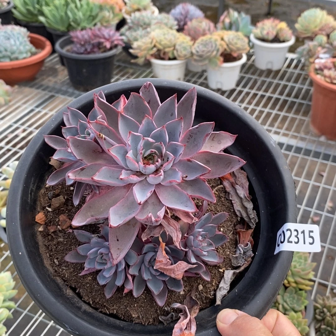 2315赫拉多头一物一拍