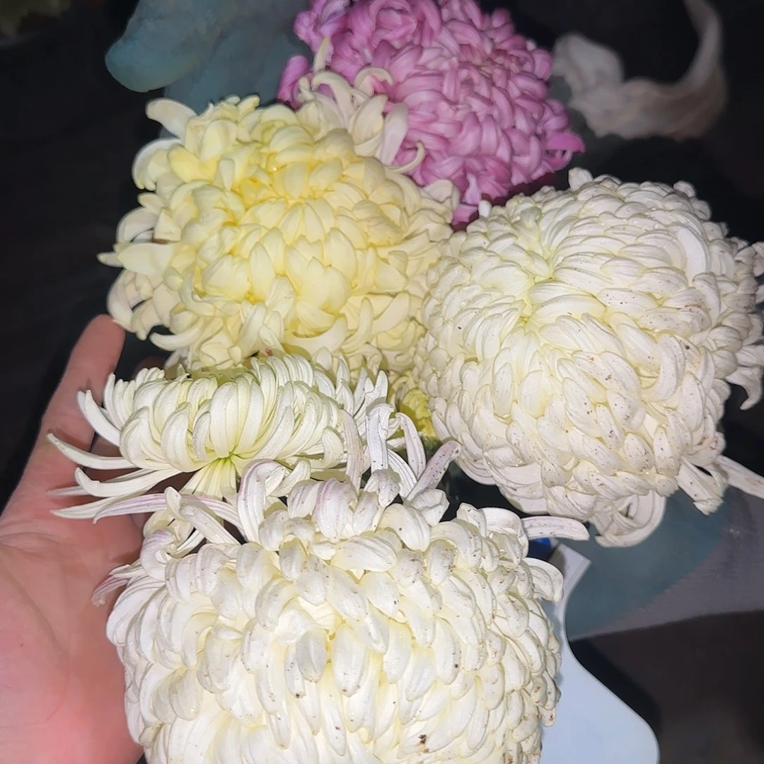 全部花朵J666666666