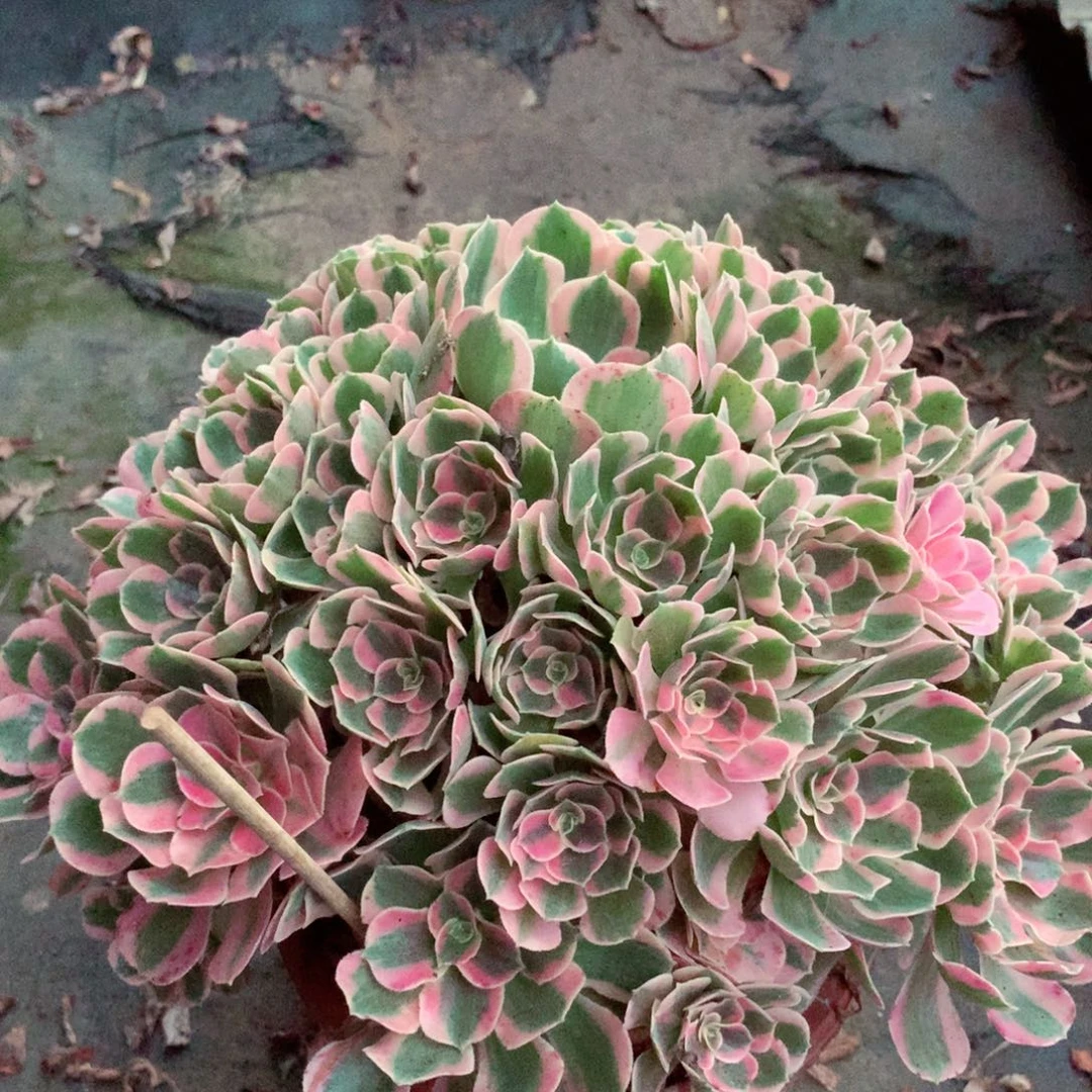 粉女郎，多肉植物的