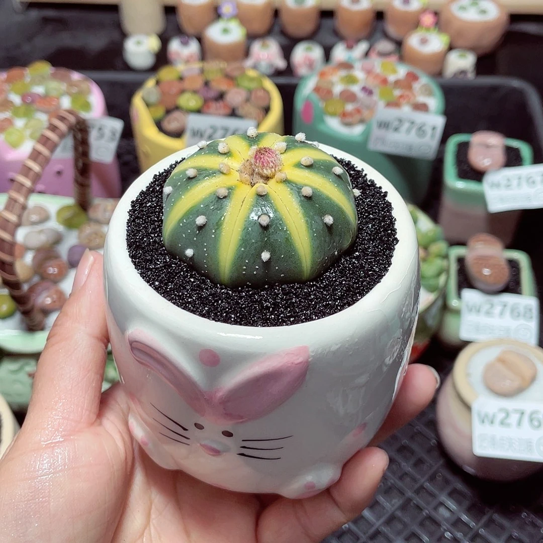 w2771 带盆土发货-零下地区拍保温箱