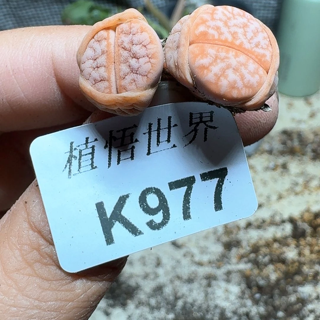 977号多肉植物哇c g