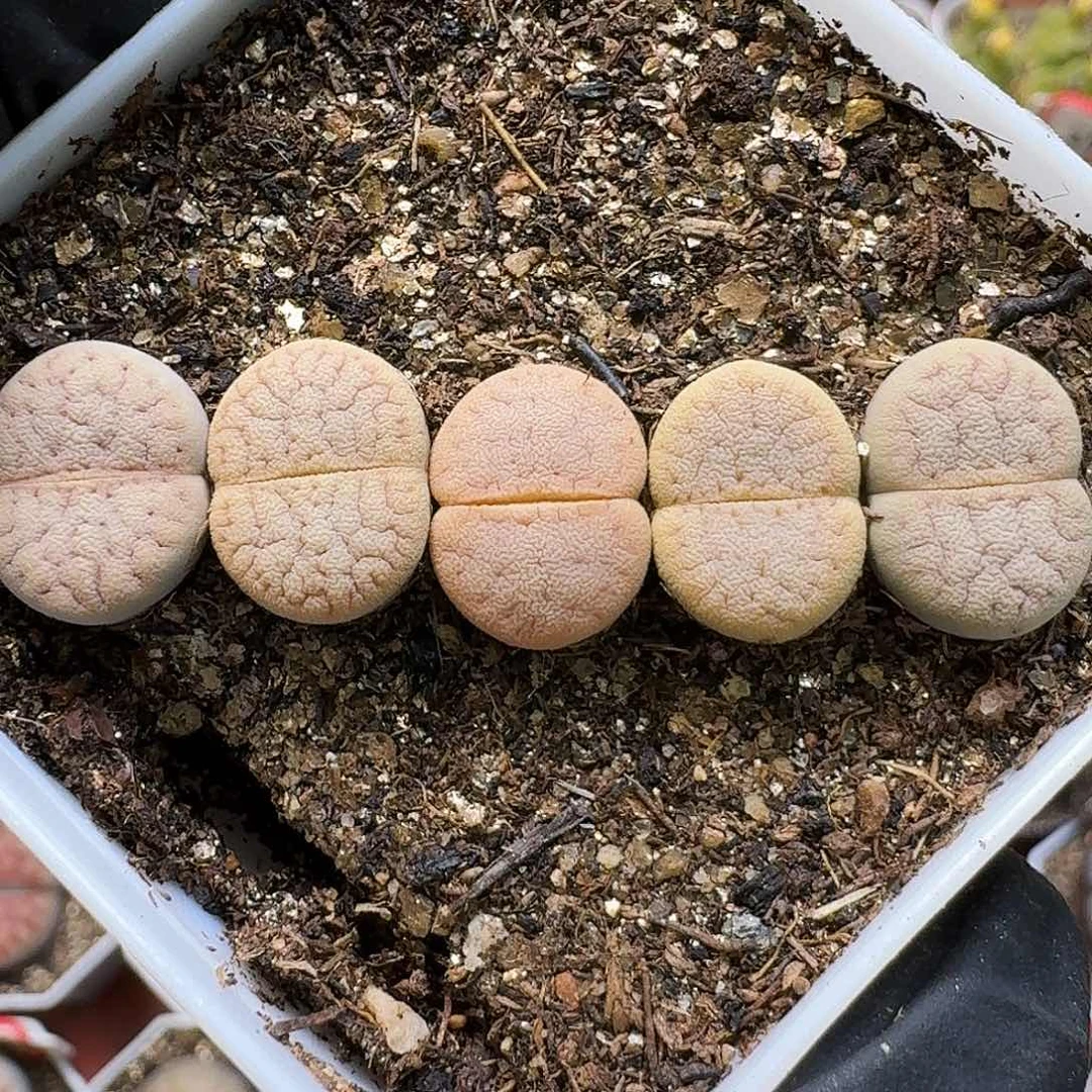 生石花111111。   1公分1。   350