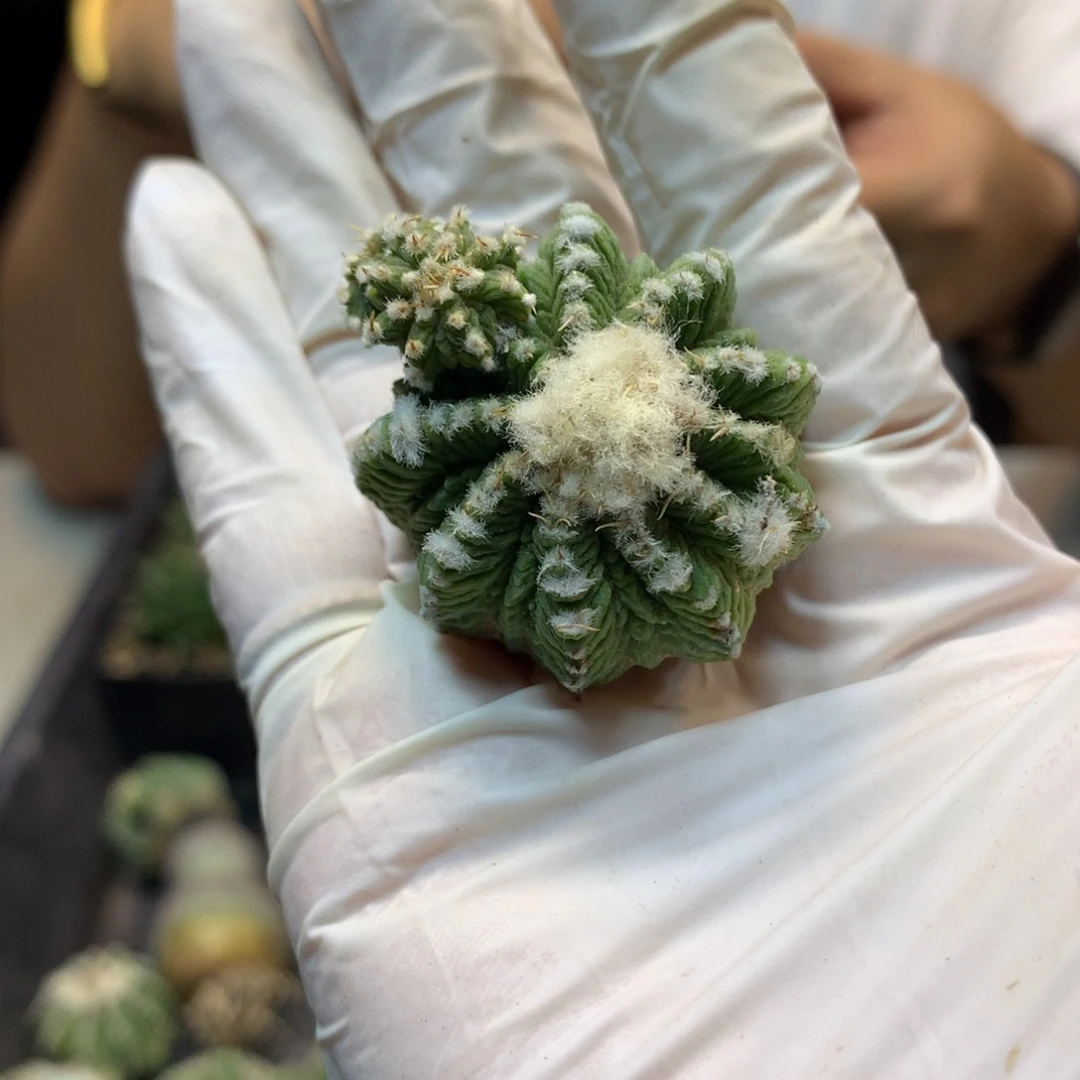 老花笼 3.5公分起发(无根不包发根)