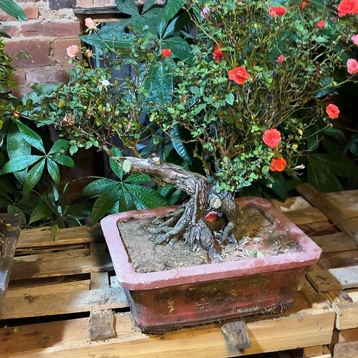 馬***驫无花朵哈哈哈哈哈