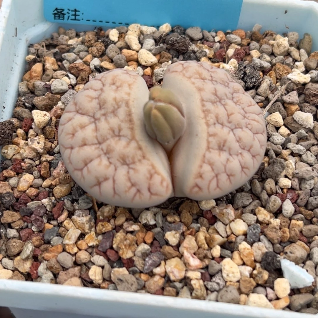8177睫毛凹凸铁189一颗