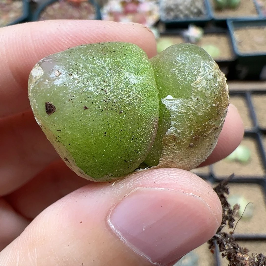 【闪购商品】5 开播福利