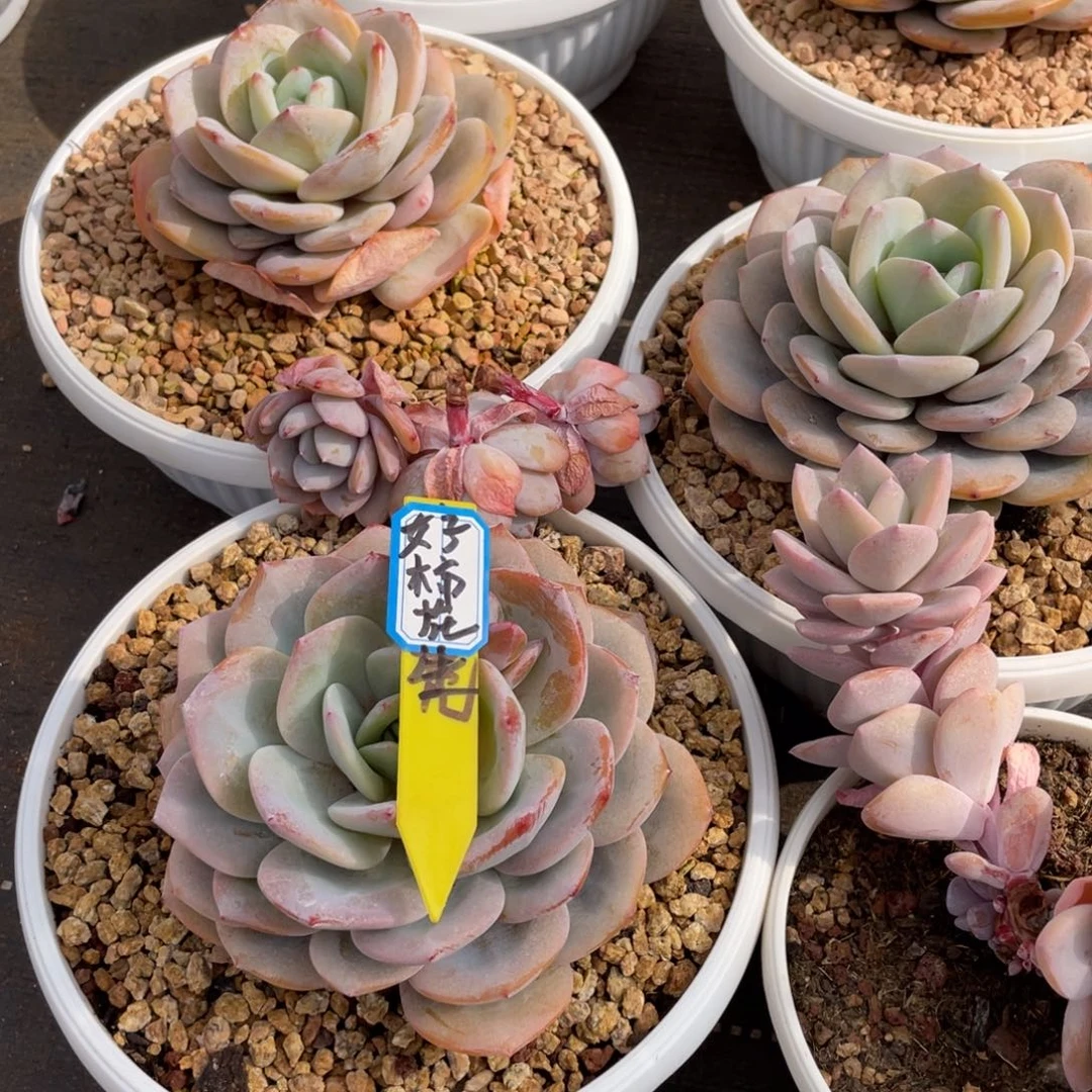 好***?多肉植物357852159