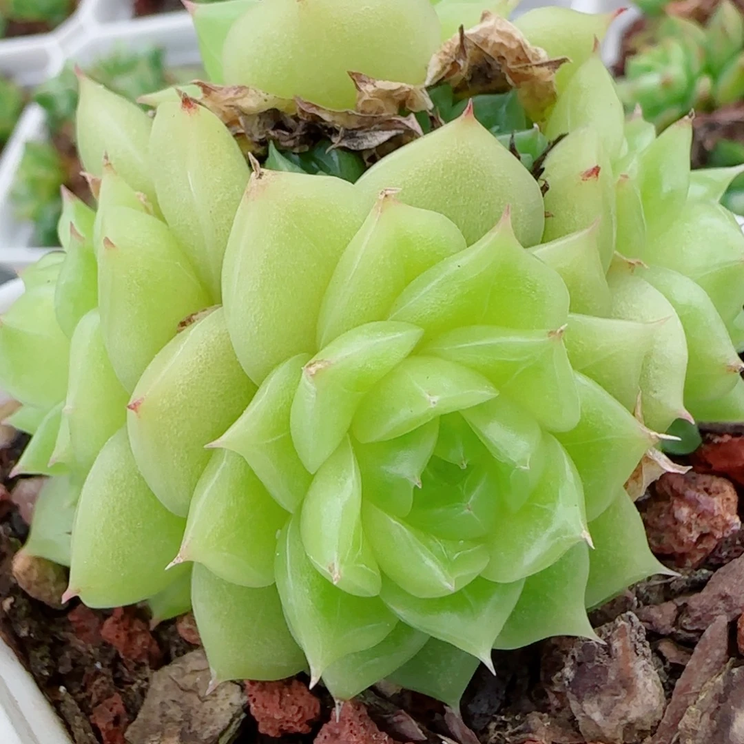 花语逸镜0917-34散