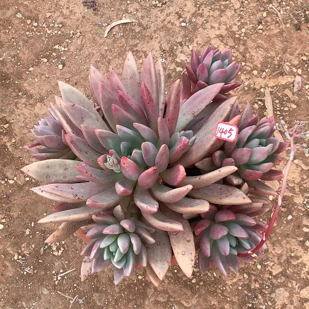 桃花源1405晓晓一物一拍