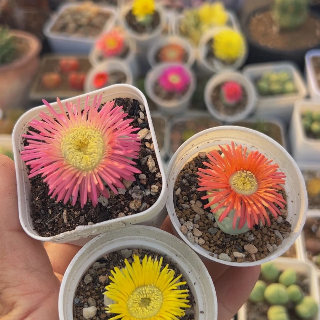 90多肉植物百科植物