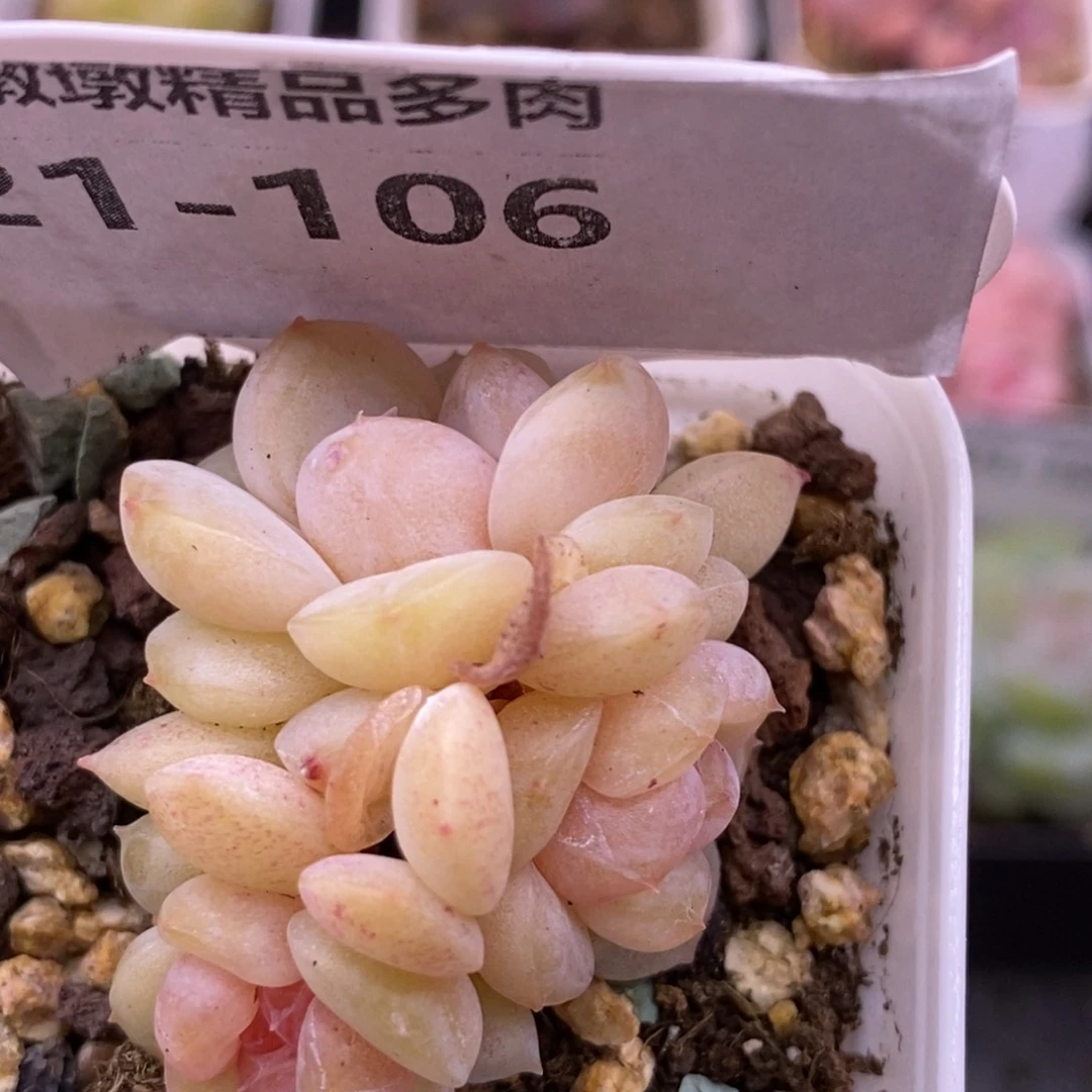 【闪购商品】21-106