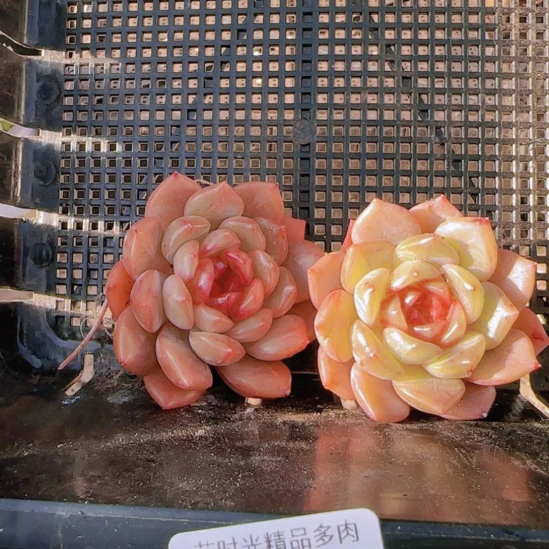 花时光精品多肉30