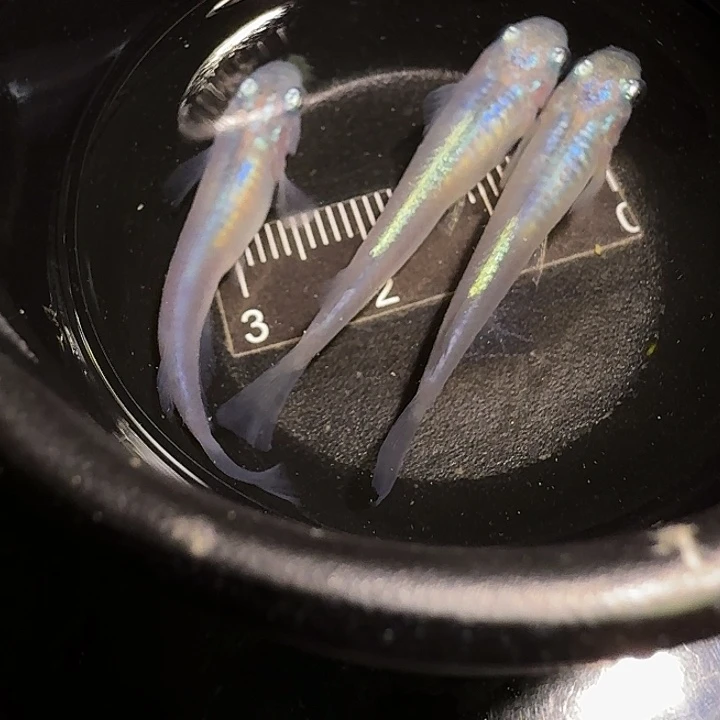 青鳉鱼一物一拍415