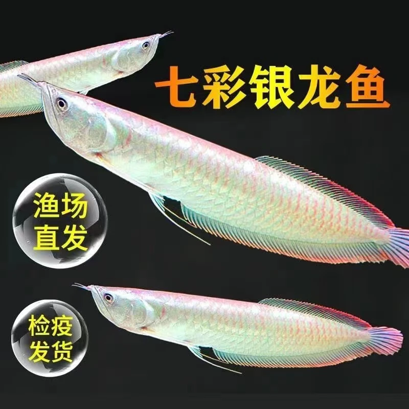 银龙鱼活鱼苗热带观赏鱼中大型化白子银龙七彩银龙鱼练手水产鱼