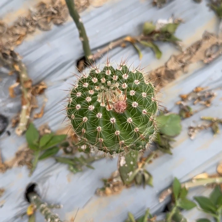 南国玉仙人球仙人掌316