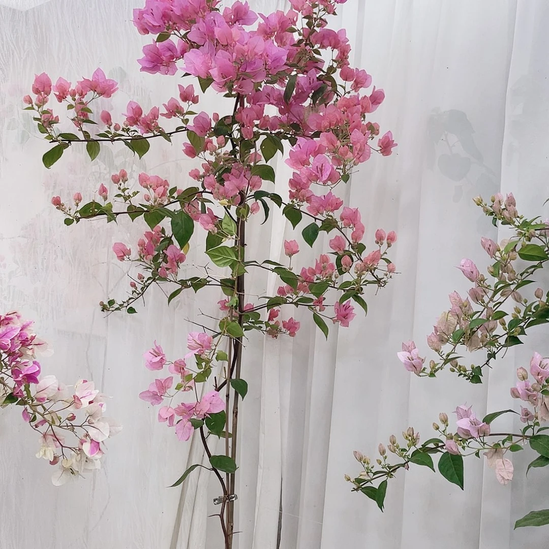 完全开放橙粉公主