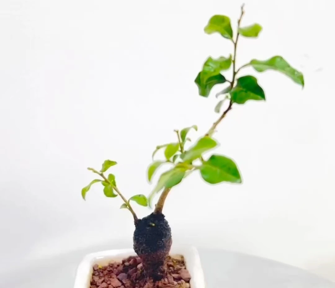 金弹子盆景素材脱盆带球发货（直播间一物一拍，请勿随意下单）