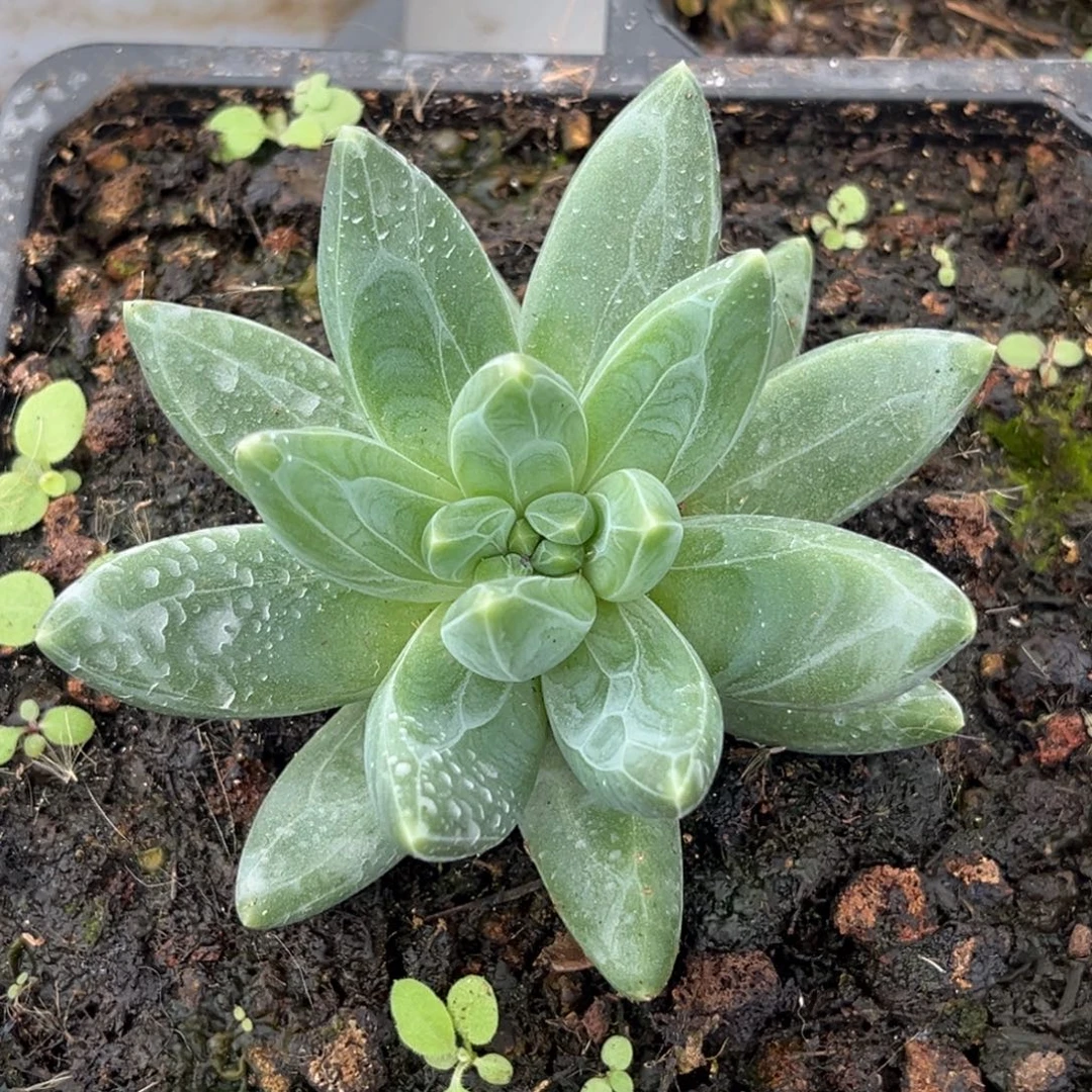 美人系杂多肉植物517