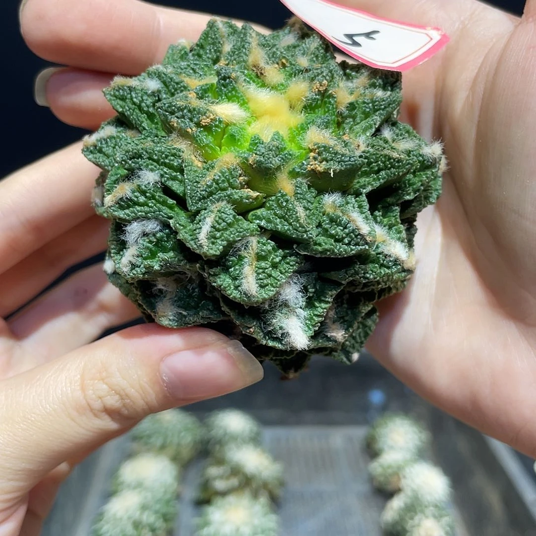 5号7cm小尤螺旋辛顿牡丹自根