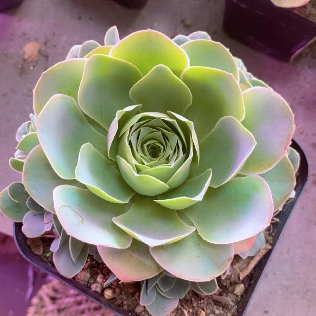 紫芙完美大手捧一物一拍007生长期