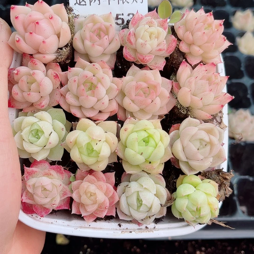 1-553 新疆西藏内蒙不发12.8包邮2-3公分多肉