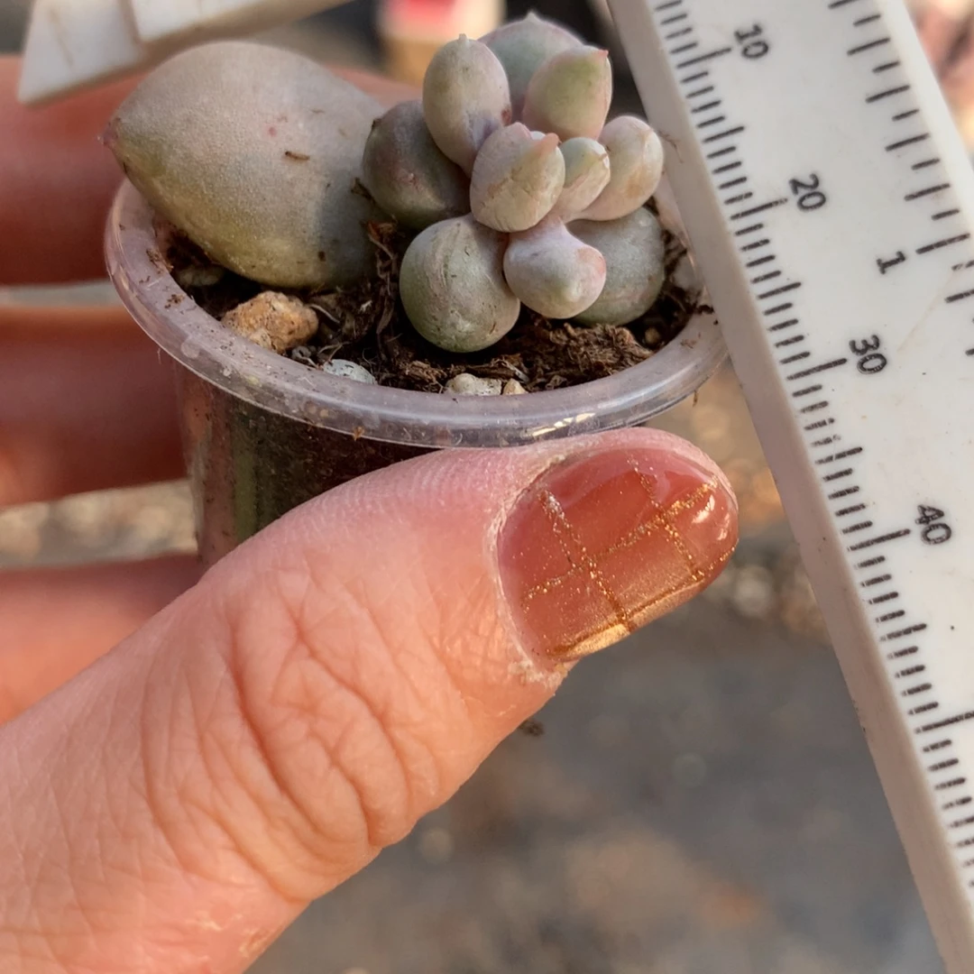 奶油尖尖，有锦纹哈哈