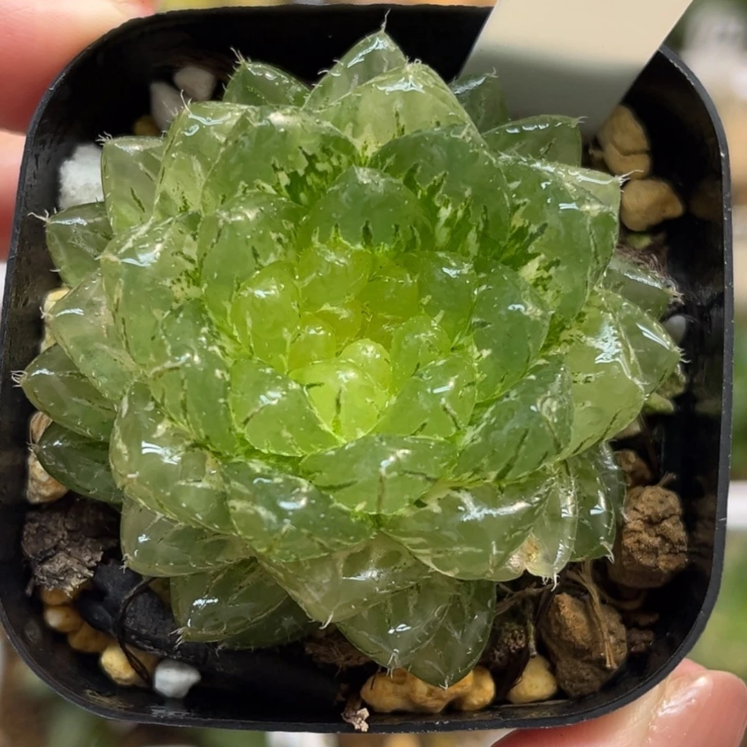 6翠云锦福利专场多肉