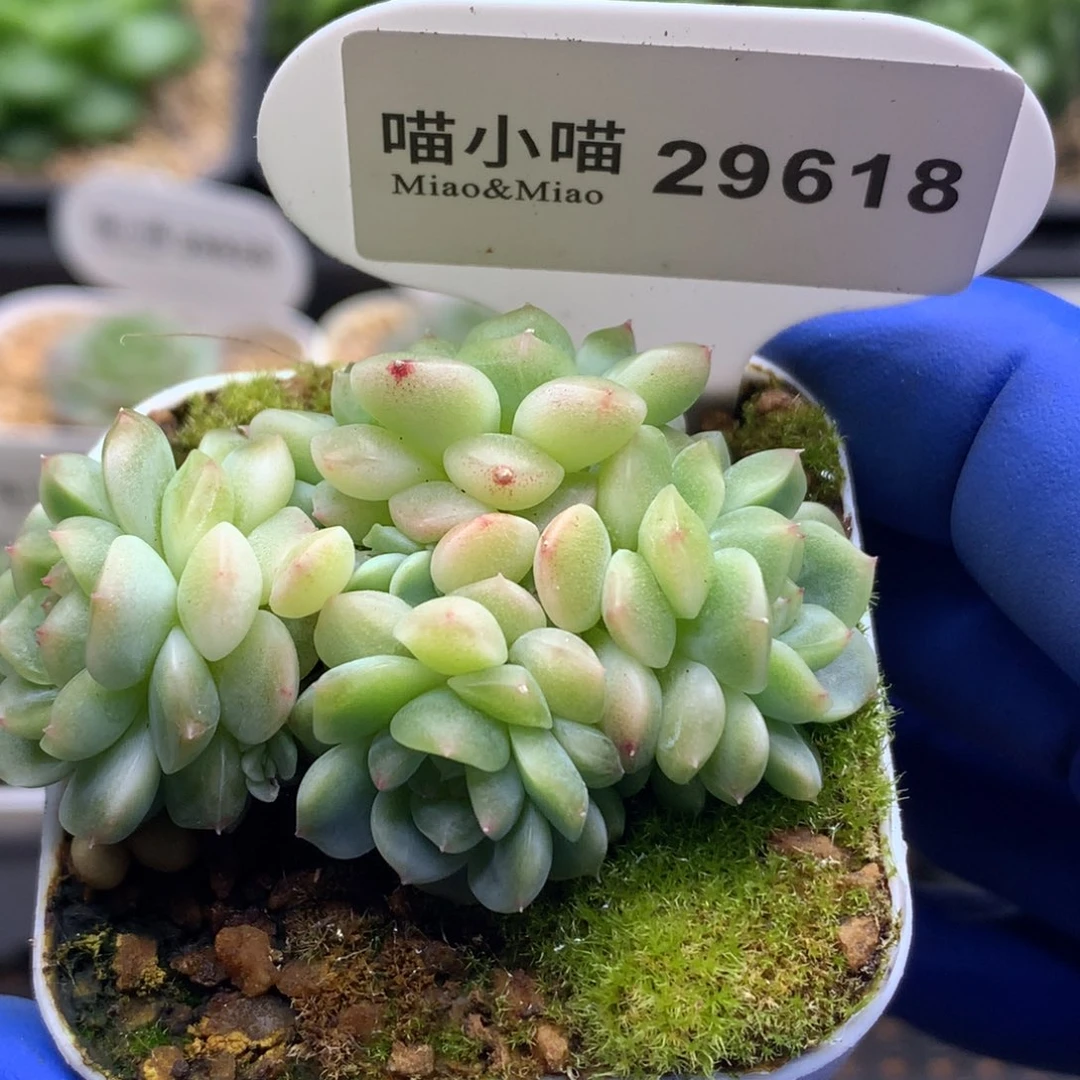 多肉植物杂交珍妮