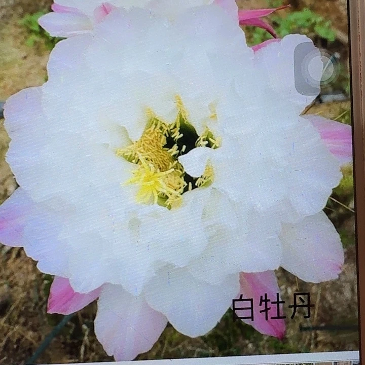 白牡丹侧芽5公分左右毛花柱（20包邮）