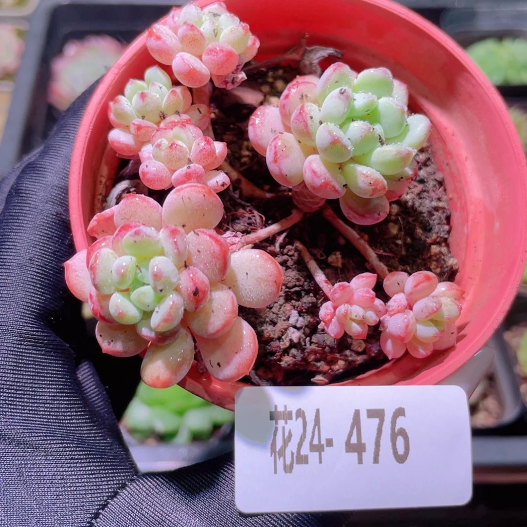 花利美24-476珍珠豆