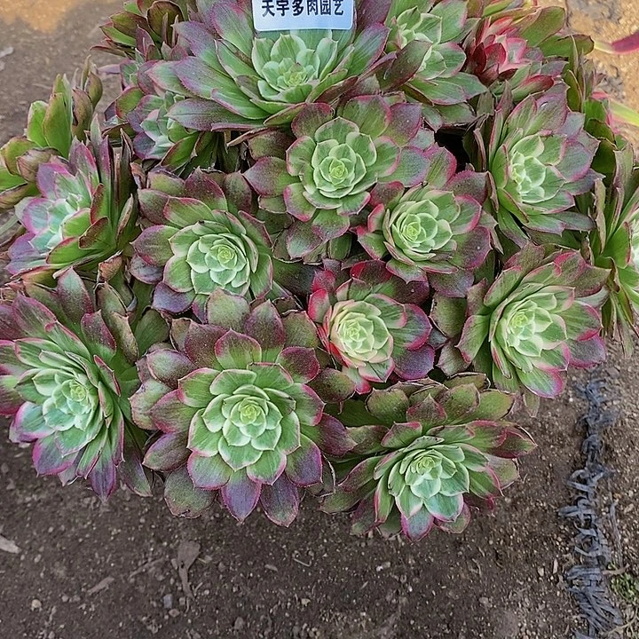 多肉莲花，933多肉